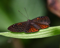Eurybia molochina