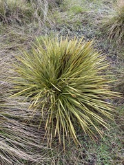 Aciphylla aurea