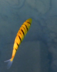 Gnathanodon speciosus
