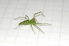 Lyssomanes bitaeniatus