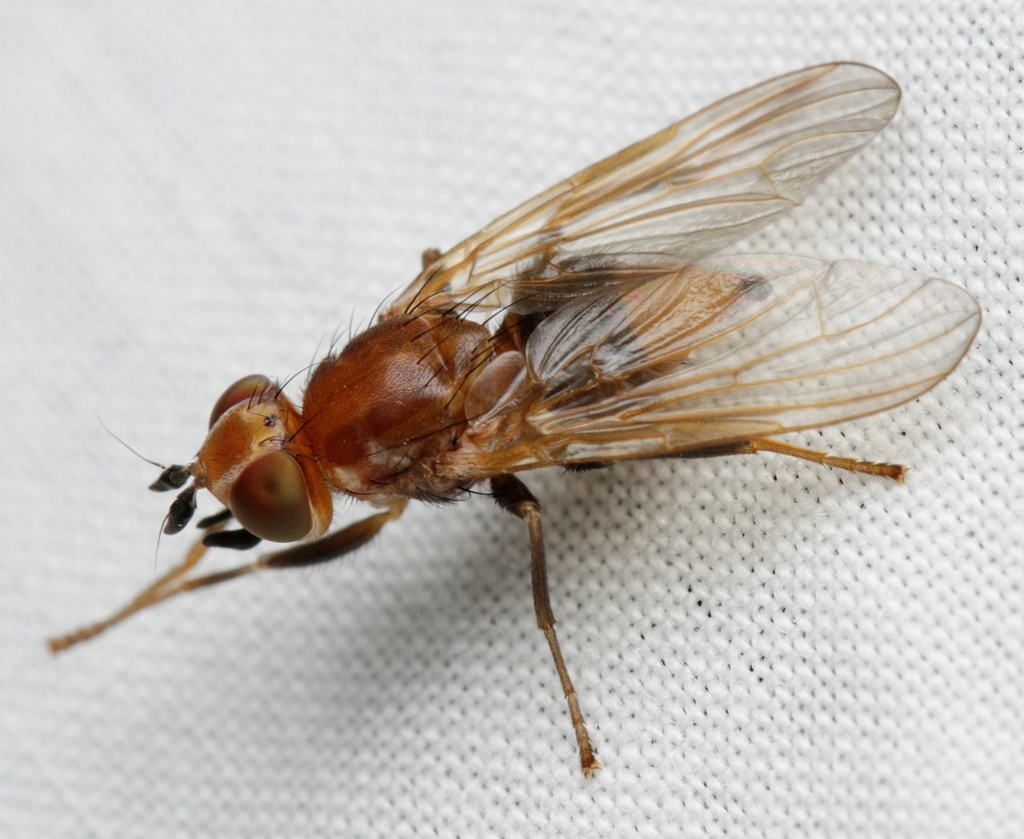 Neotoxura