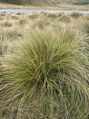 Chionochloa
