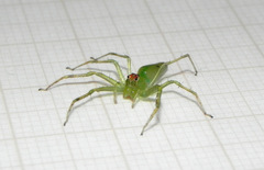 Lyssomanes bitaeniatus