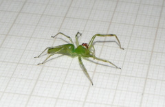 Lyssomanes bitaeniatus