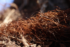 Toxicodendron radicans