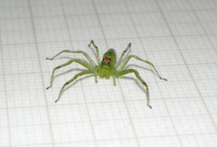 Lyssomanes bitaeniatus