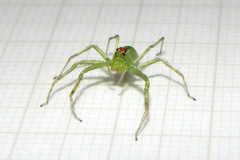 Lyssomanes bitaeniatus