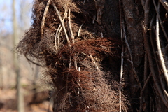 Toxicodendron radicans