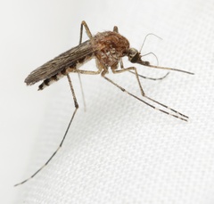 Aedes camptorhynchus