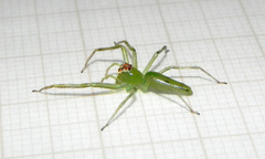 Lyssomanes bitaeniatus