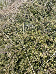 Coprosma cheesemanii