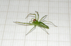 Lyssomanes bitaeniatus