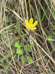 Ranunculus multiscapus