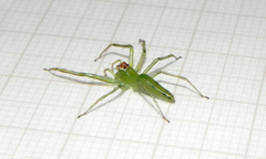 Lyssomanes bitaeniatus