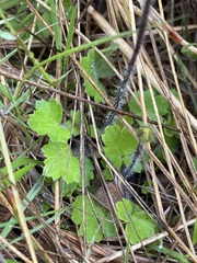 Ranunculus multiscapus