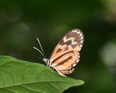 Hypothyris euclea peruviana