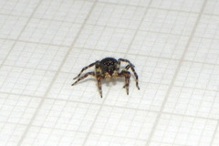 Marma nigritarsis