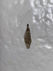 Phereoeca
