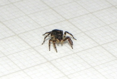Marma nigritarsis