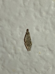 Phereoeca