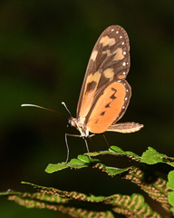 Mechanitis lysimnia roqueensis