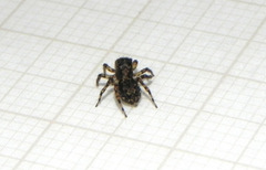 Marma nigritarsis