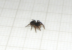 Marma nigritarsis