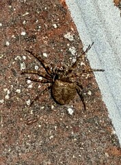 Acanthepeira