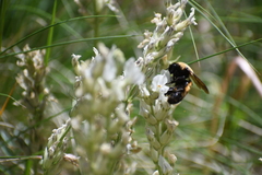 Bombus nevadensis