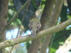 Empidonax flaviventris