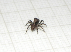Marma nigritarsis