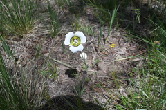 Calochortus gunnisonii