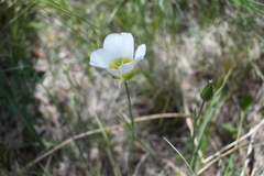 Calochortus gunnisonii