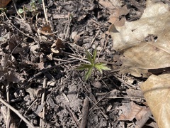 Cardamine concatenata
