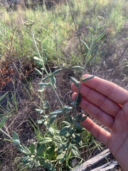 Eriogonum multiflorum