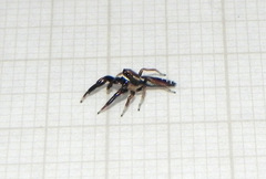 Cotinusa