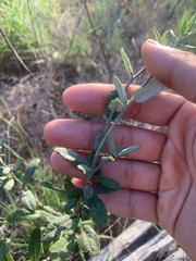 Eriogonum multiflorum