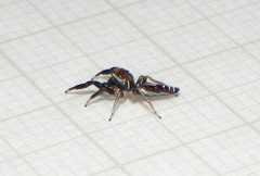 Cotinusa
