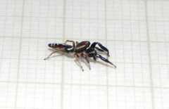 Cotinusa