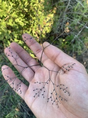 Eriogonum multiflorum