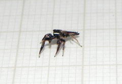 Cotinusa