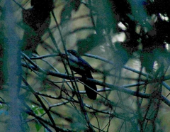 Melanotis hypoleucus