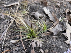 Carex pensylvanica