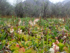 Pyrola grandiflora