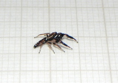 Cotinusa