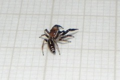 Cotinusa