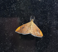 Hyalobathra coenostolalis