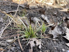 Carex pensylvanica
