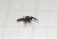 Cotinusa