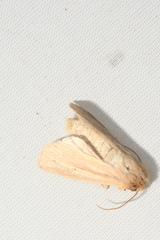 Mythimna oxygala